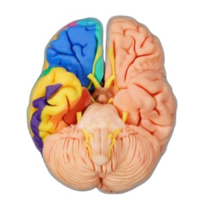 3D-Druckmodell Komplette Gehirn kombination Funktions bereiche des horizontalen Teils des Gehirns Mid-Sagittal-Abschnitt