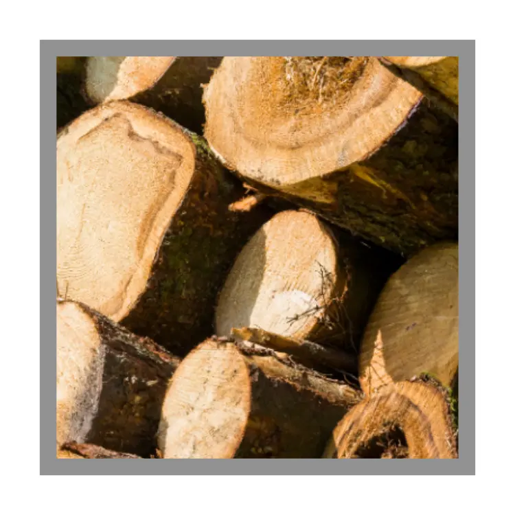 Madera de teca personalizada 100% troncos de madera de pino en bruto mejor precio troncos redondos de alta calidad venta al por mayor caliente para la venta hecho en Vietnam