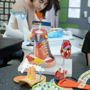 Y tế giảng dạy AIDS mô hình con người <span class=keywords><strong>mediastinum</strong></span> vách ngăn giải phẫu giáo dục mô hình cho y tế khoa học cơ thể con người giải phẫu mô hình - Product Image 4