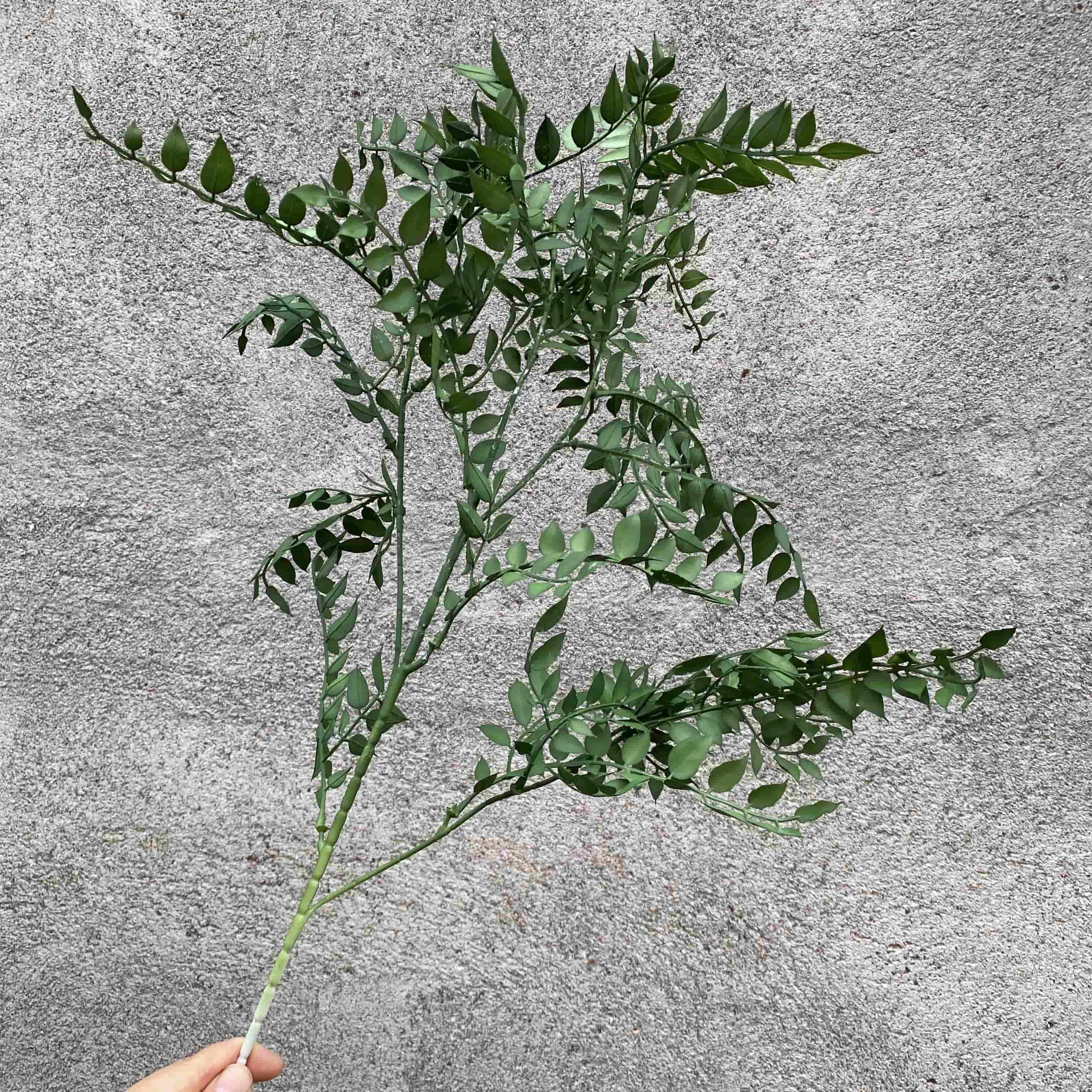 Green leaf-T12