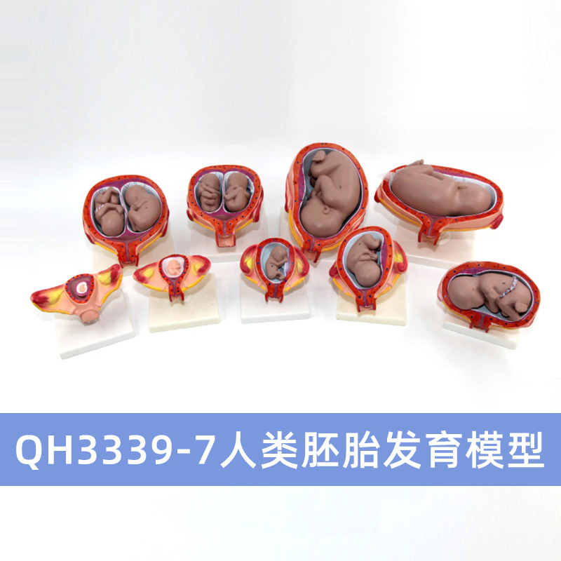 QH3339-7 แบบจำลองการพัฒนาของตัวอ่อนมนุษย์