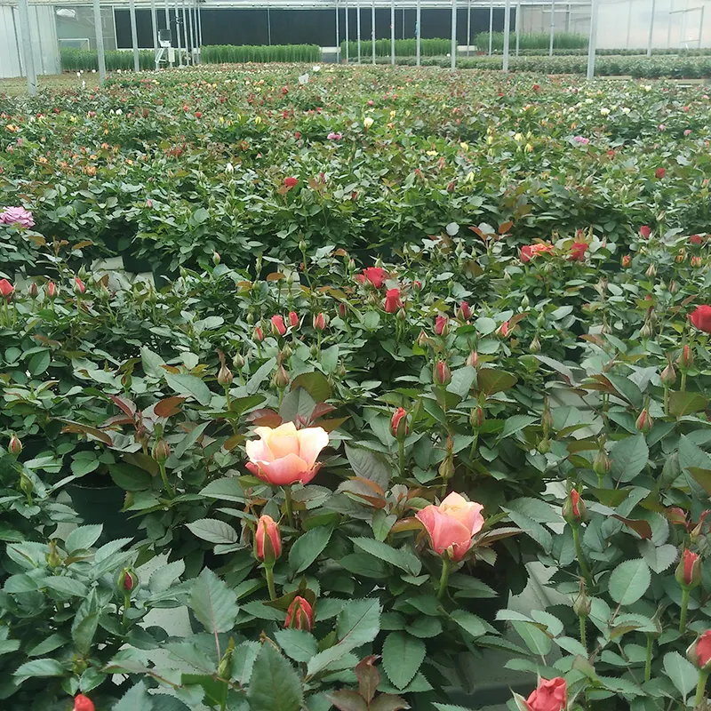 Greenhouse agrícola de filme plástico de baixo custo com sistema de controle automático