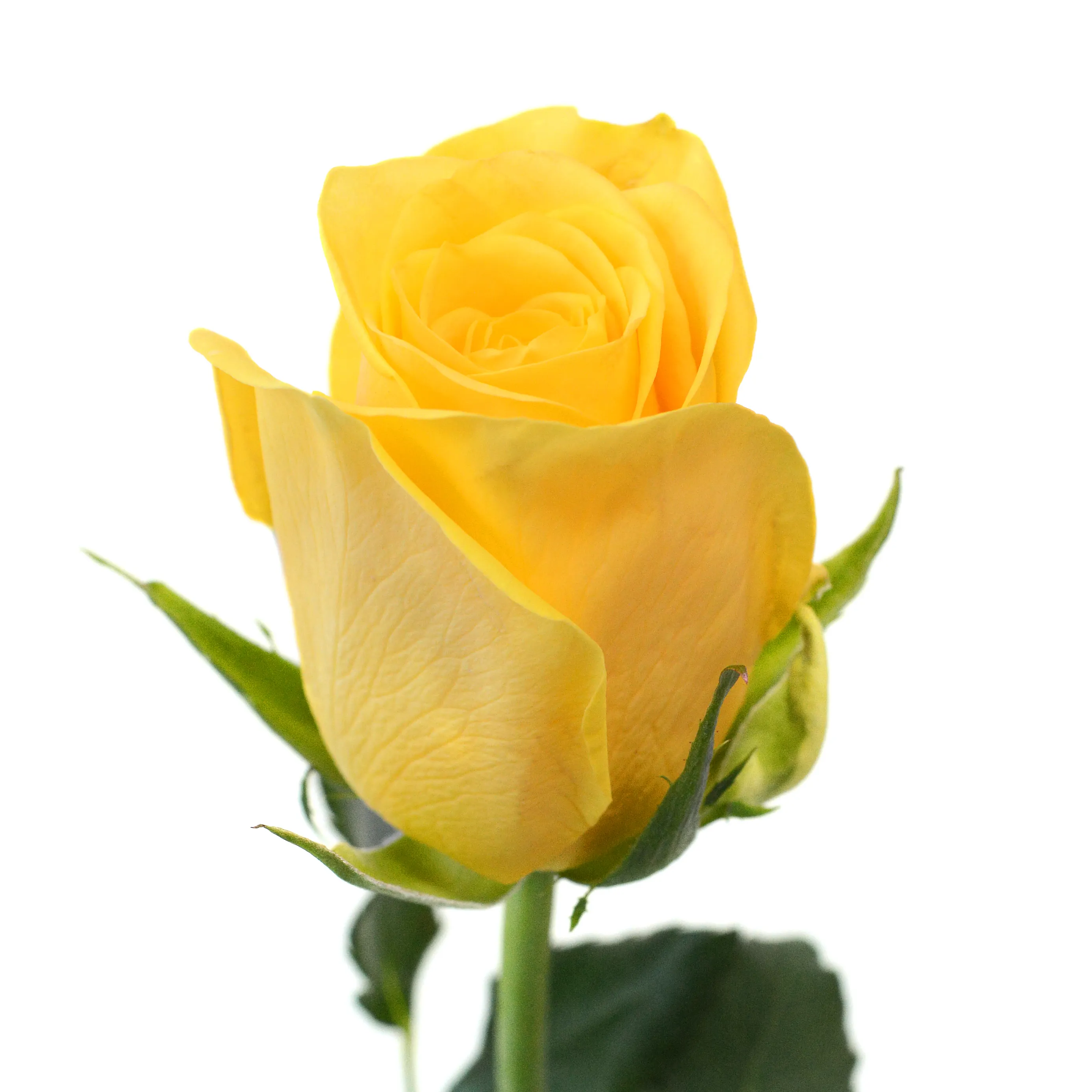 프리미엄 케냐 신선한 컷 장미 노란 꽃 큰 머리 62cm 줄기 도매 소매 꽃 무리 웨딩 꽃
