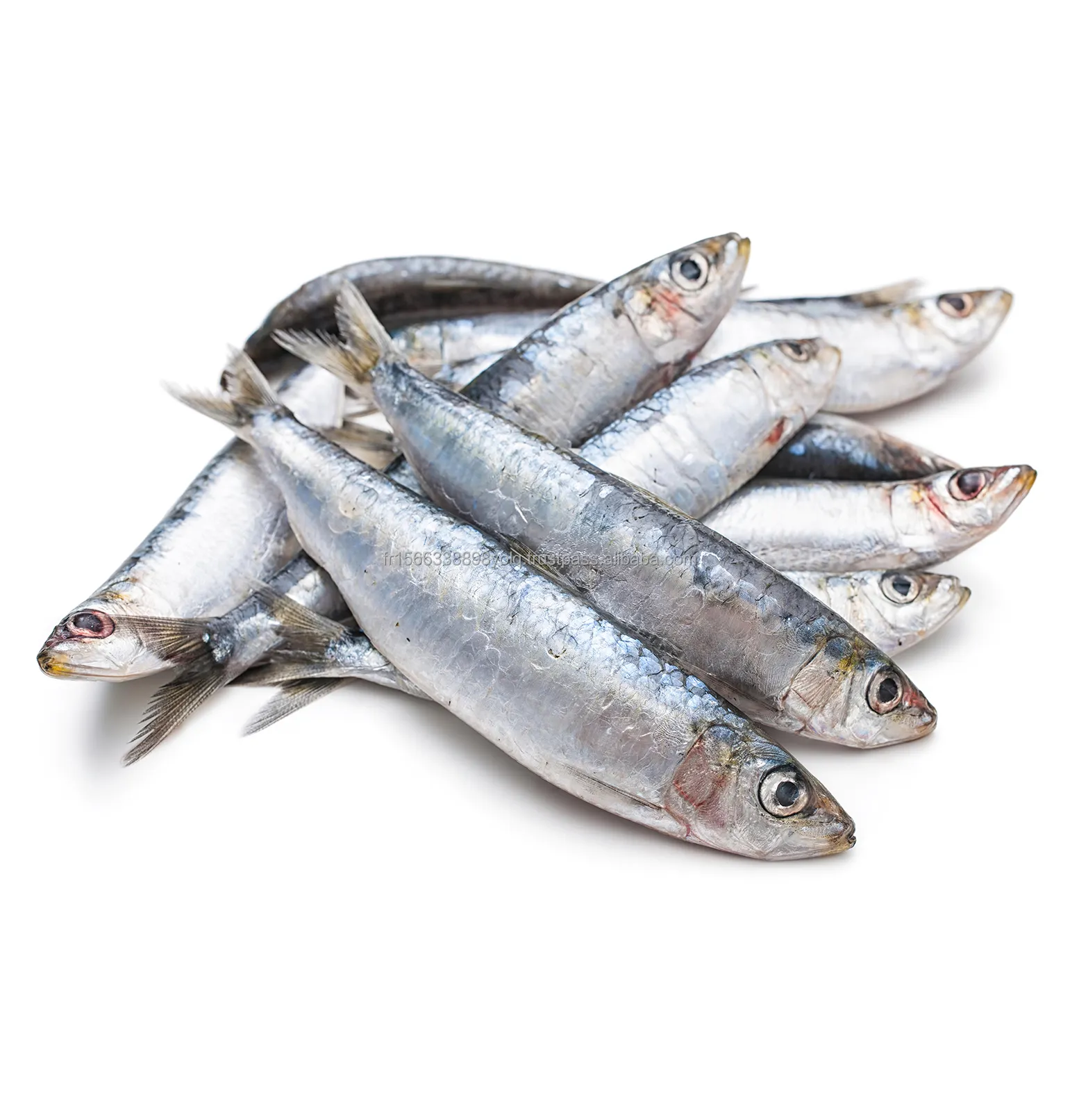 Peixe sardinha inteiro congelado (vendido por kg) (embalagem em 1,5 kg)