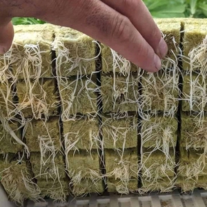 Upuper CP T36 1.5inch Cây Giống nhân bản cắm thủy canh phương tiện truyền thông Cube len phát triển đá - Product Image 3