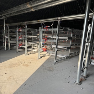 Vendita calda di nuove attrezzature per l'allevamento di polli-gabbie a strato di batteria per galline ovaiole in Algeria - Product Image 5