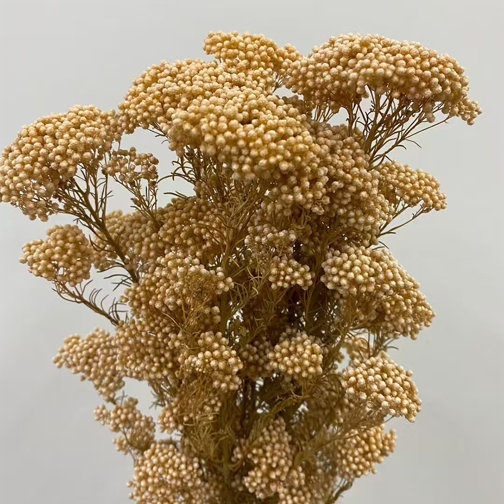 Lilas