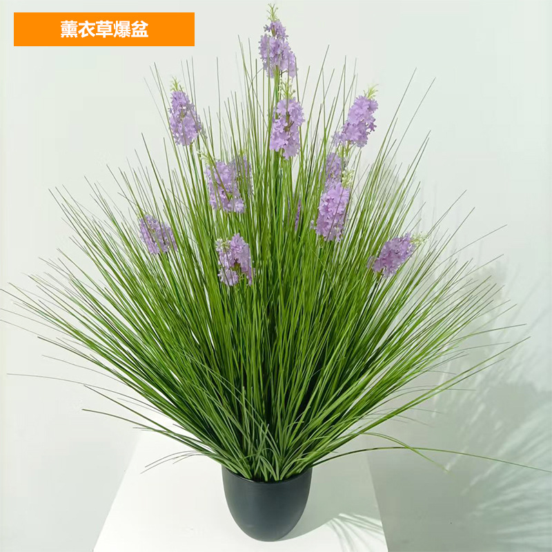 Lavande en pleine floraison