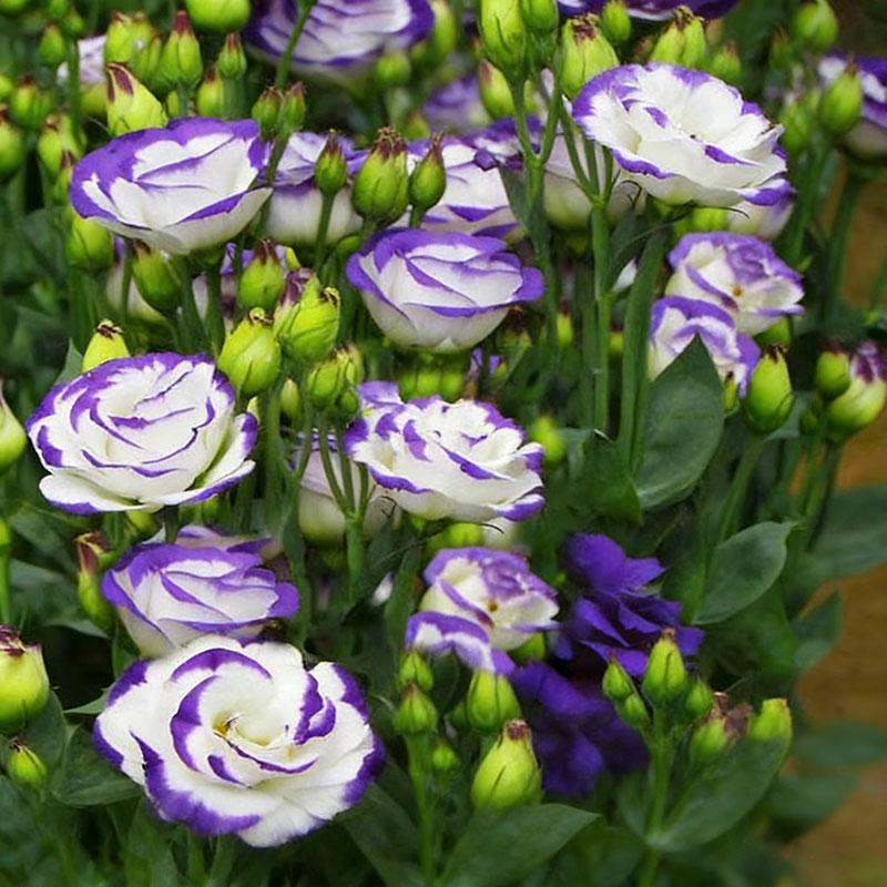 8# Large blue border