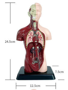 Modelo de Anatomía de medio cuerpo simulado y modelo de anatomía humana para estudiantes de escuela primaria y secundaria para enseñar modelo de rompecabezas - Product Image 6