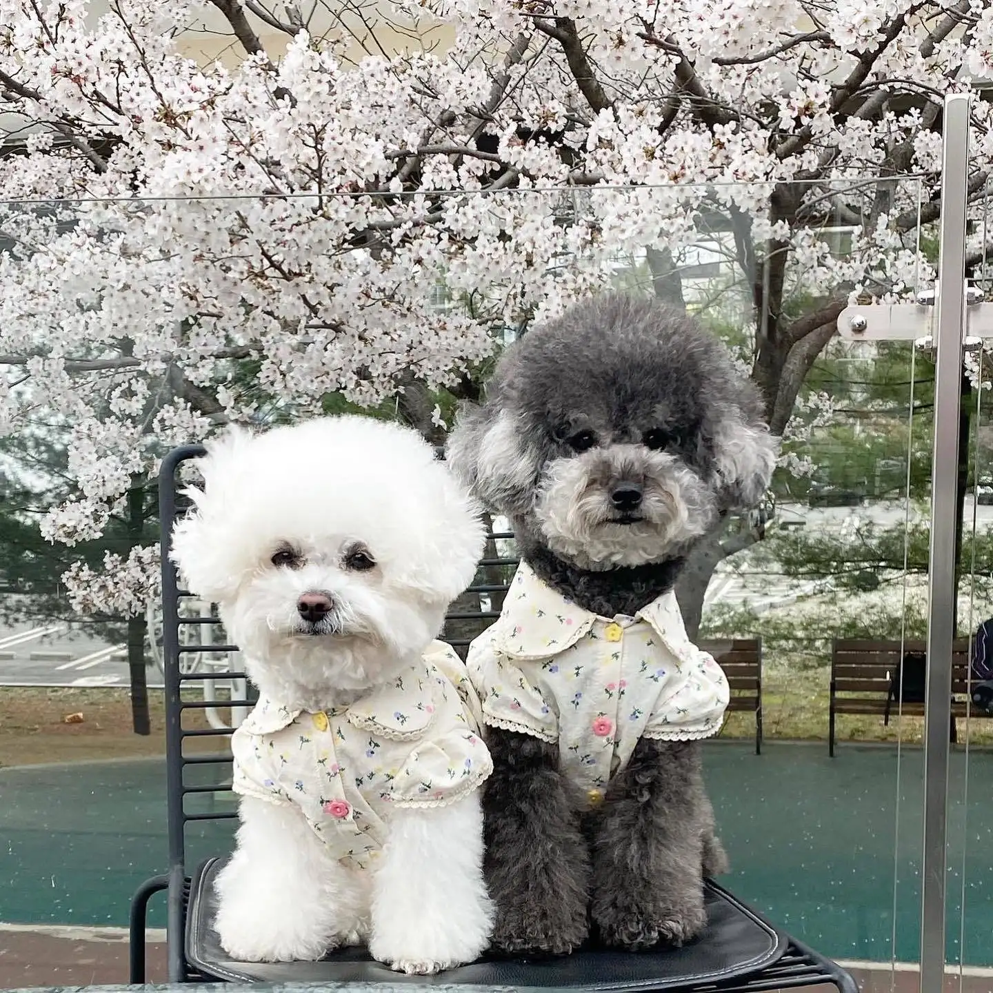 Spring Summer Pet Dress INS Style Springfield Flower Dress Button Cotton Bichon Maltese dog cat Floral Fresh Dog Cotton Dress