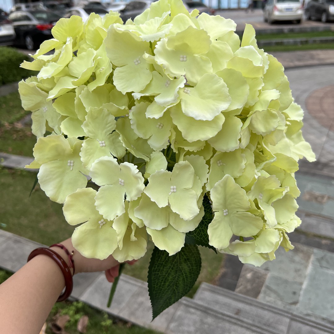 5 têtes d'hortensia vert Majorque