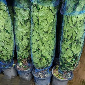 Ağaç bitkileri siparişe göre işleme hizmeti PP plastik genişletilebilir Net boru ambalaj koruyucu ağlar - Product Image 6