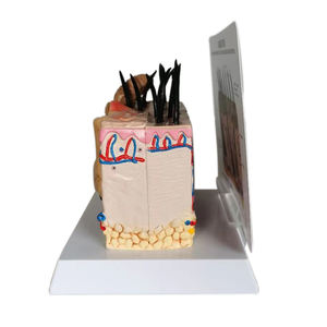 चिकित्सा विज्ञान कुत्ते त्वचा शरीर रचना विज्ञान मॉडल कुत्ते पेशेवर चिकित्सा पशु चिकित्सा के लिए - Product Image 3