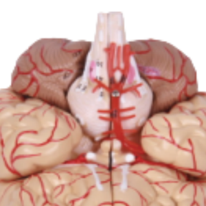 نموذج التقسيم الطبي للدماغ الدماغي القشري الطبي ونموذج تشريحي للدماغ مع الشريان والأعصاب للطلاب للتعلم - Product Image 3