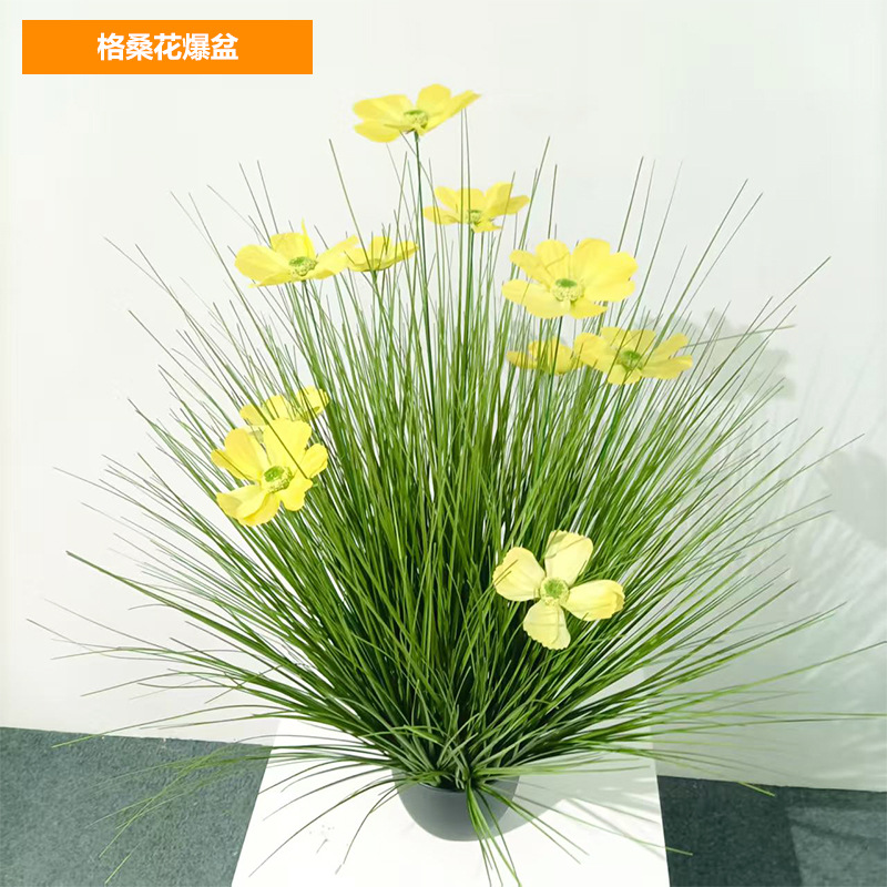 Les fleurs de Gesang fleurissent en abondance