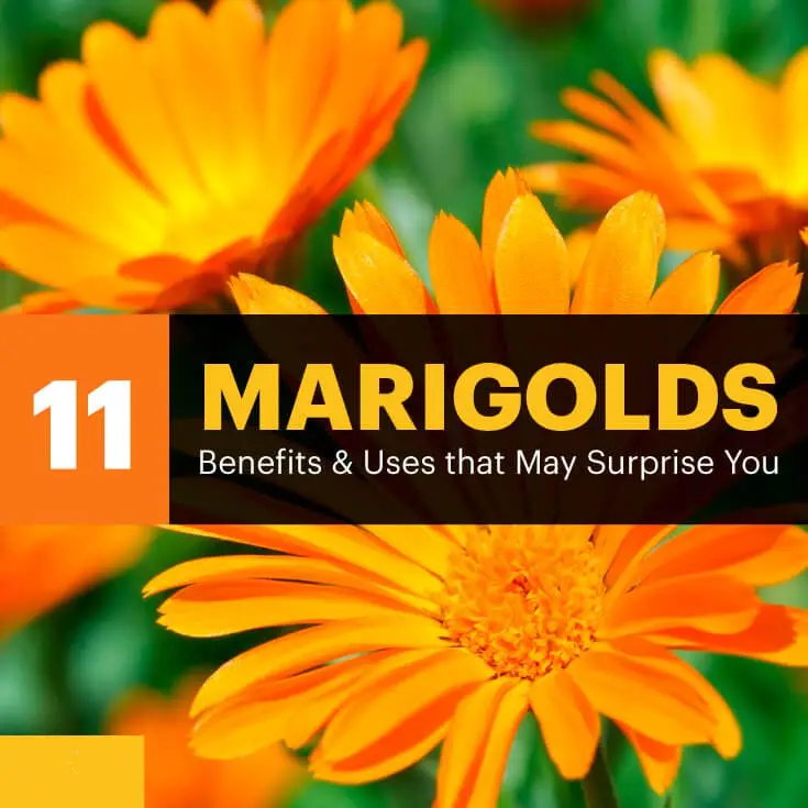 100 % NATURALER MARIGOLD-EXTRakt 5% 90% LUTEIN-PULVER