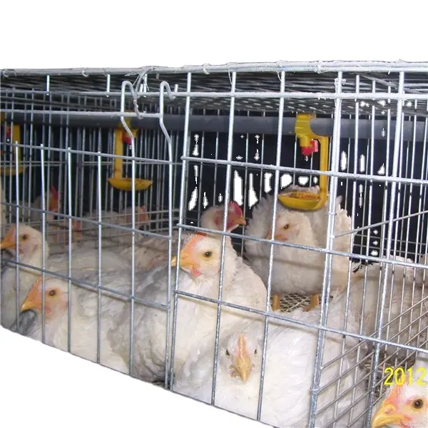 Jaula tipo H para aves de corral, jaula para pollos, bebedero para pezones nigeriano, capacidad de 80 pollos