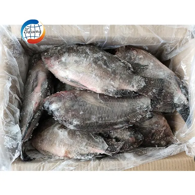 Meeres früchte gefrorener schwarzer Tilapia-Fisch für Großhandel