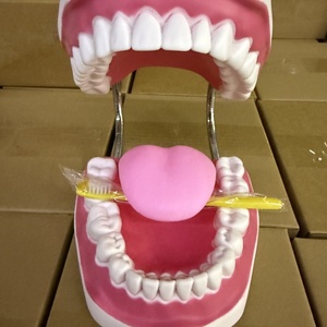 A 6-times Magnification Human <strong>Tooth</strong> Model of 32 <strong>Teeth</strong> - Product Image 2
