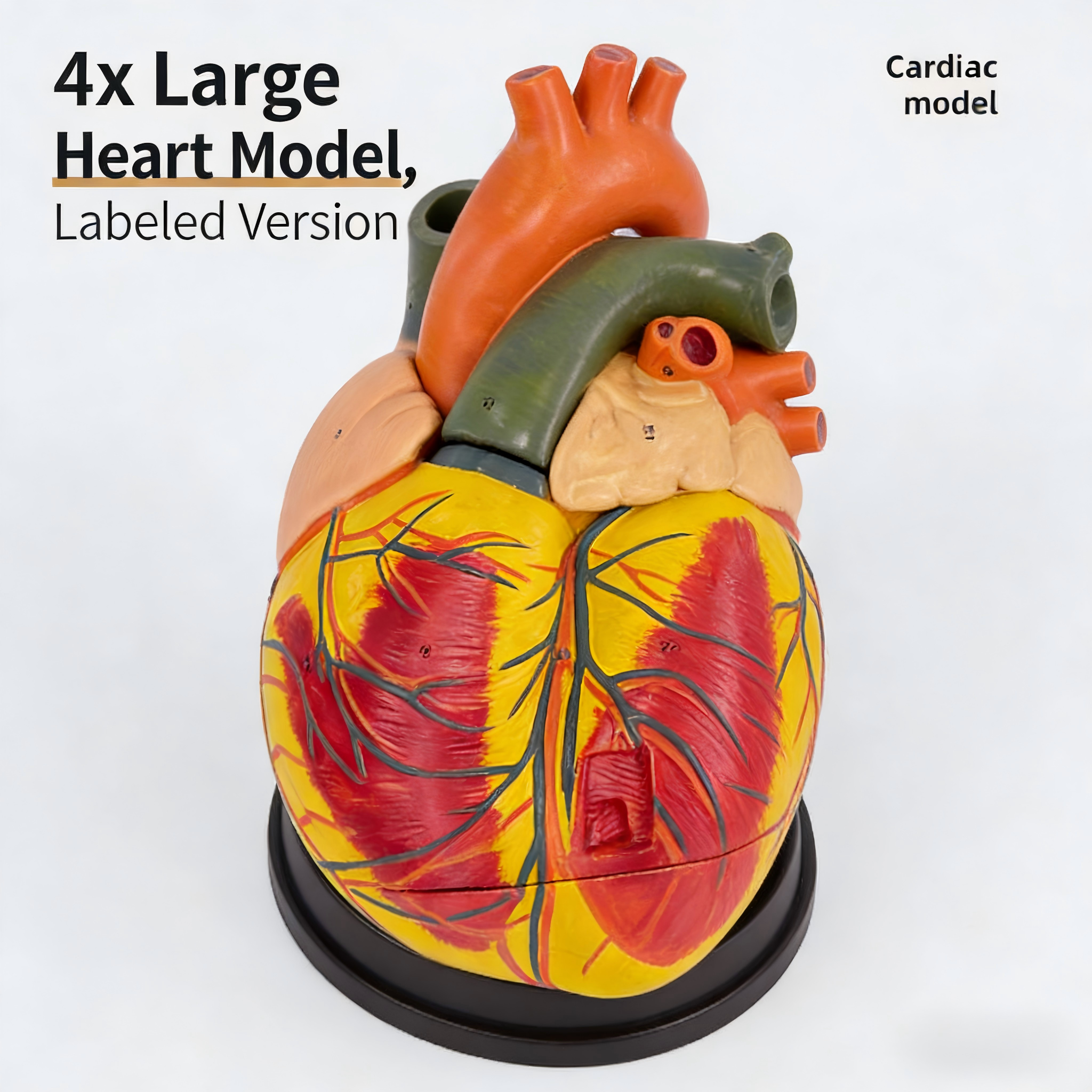 Modelo de Corazón Humano Ampliado 4X - Versión con 39 Etiquetas