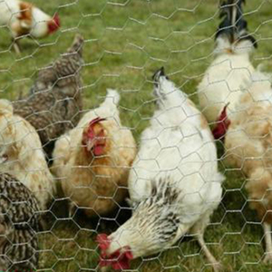 Rete metallica esagonale di tessitura della rete metallica del bestiame esagonale con i fori di esagono per l'oca dell'anatra del pollo - Product Image 6