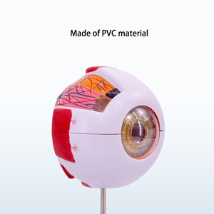 2025 yeni KRC 6X bilim eğitimi için genişlemiş insan gözü anatomik modeli öğrenciler çalışma ekran tıbbi öğretim - Product Image 3