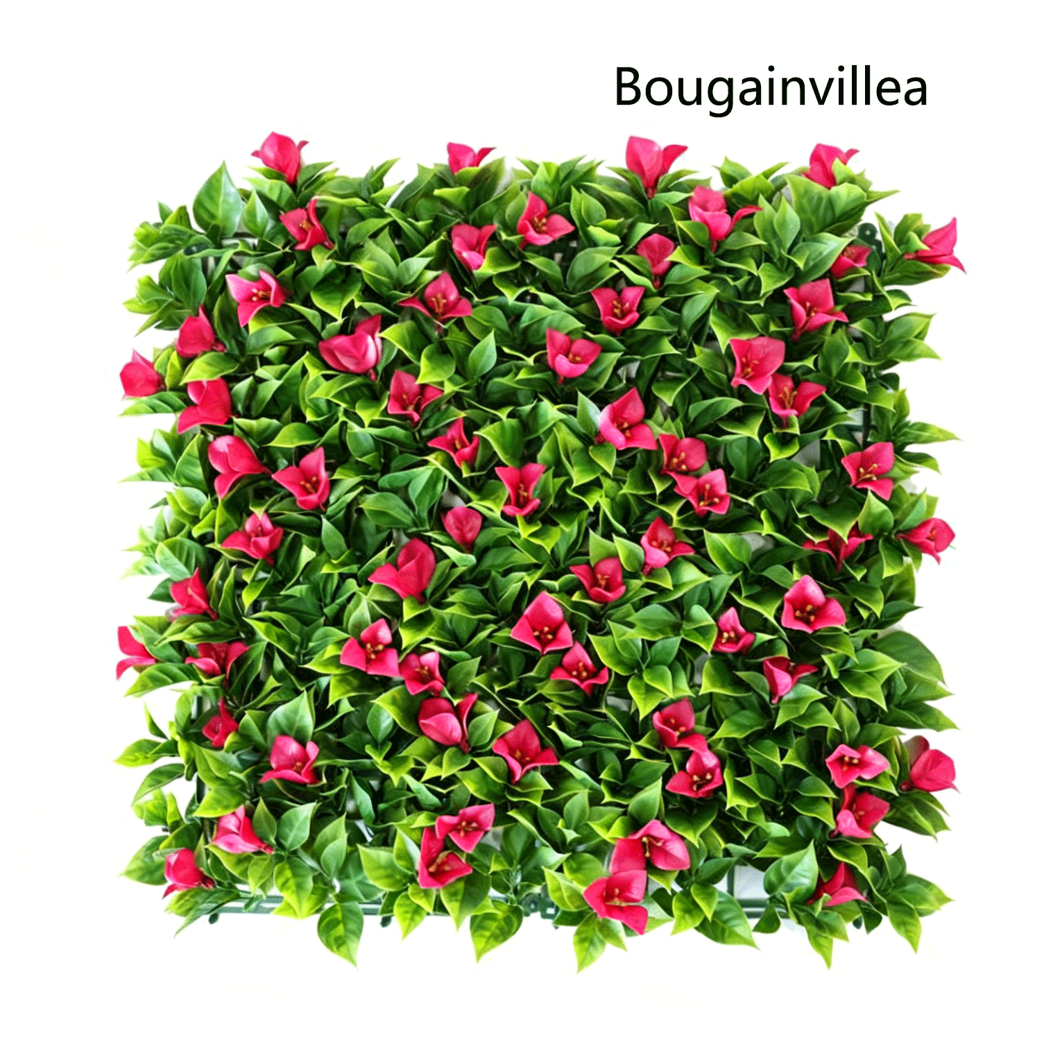 Bougainvillier Rose Rouge