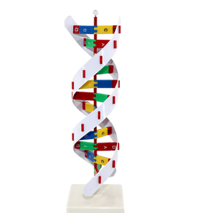 Bilim dna model seti 23x22x68.5 cm sarmal dna yapı modeli biyolojik eğitim için - Product Image 3
