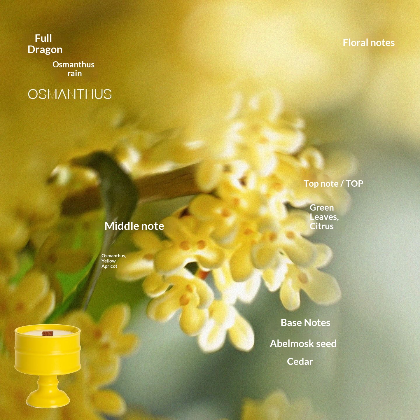 Yellow Cup - Full of Longgui Rain