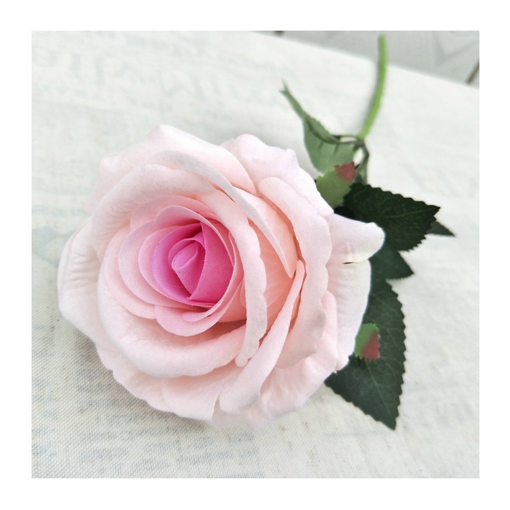 Rosa singola nuova, rosa chiaro.