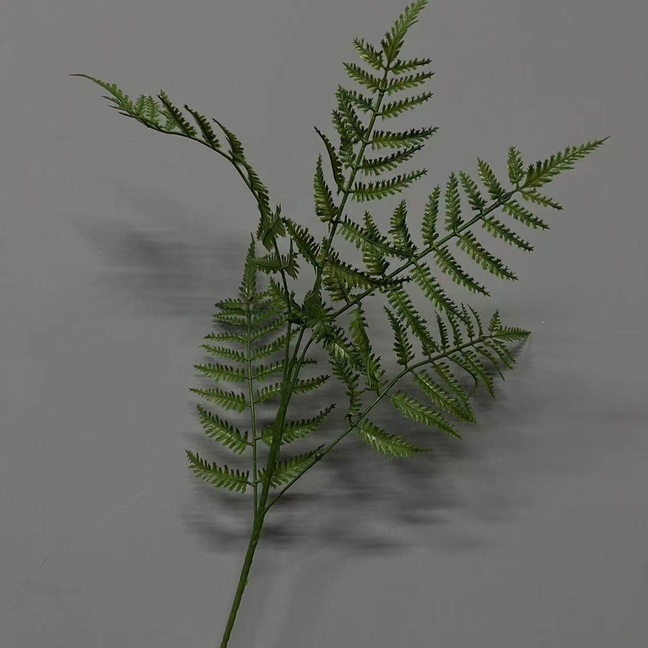 hoja de helecho