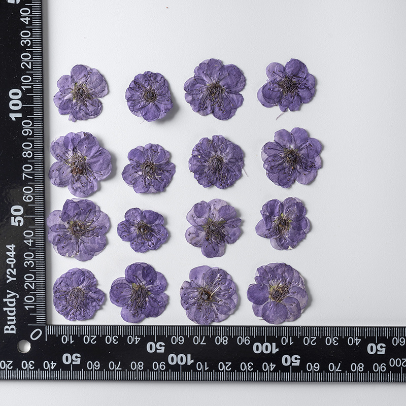 Teint violet 12 pcs/sac