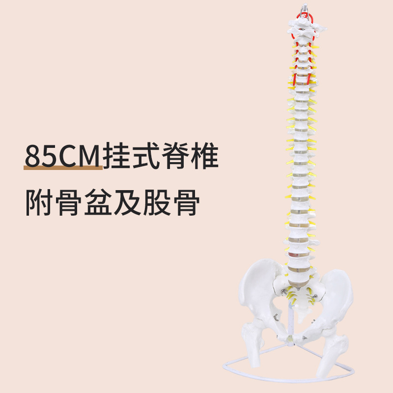 80cm spine including pelvis and half of the leg bone