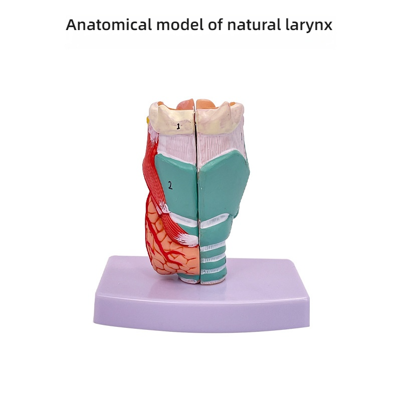 White Anatomical model of natural large larynx