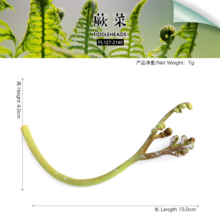 2140 Fiddleheads Fiddlehead greens