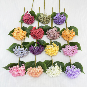 Single 5-point GJ <strong>Hydrangea</strong> - Product Image 5
