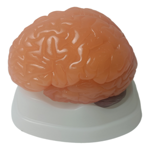 Scienza medica avanzata in PVC staccabile emisfero cerebrale tronco cerebrale cervelletto umano a grandezza naturale anatomia struttura del cervello modello - Product Image 2
