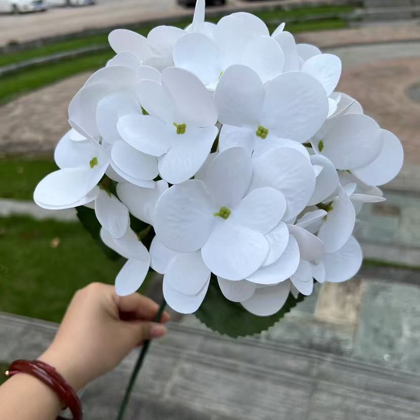 Hydrangée britannique 3D à une tête, blanc pur.