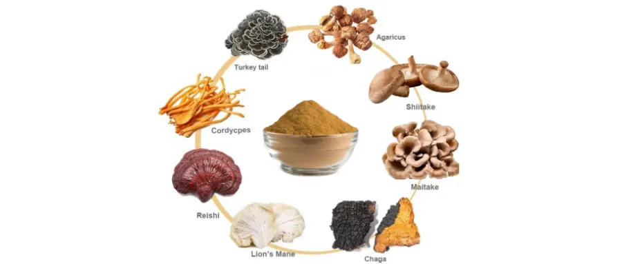 Poudre d'extrait de champignon à base de plantes de qualité supérieure-USDA biologique-crinière de Lions, Reishi, Cordyceps, Chaga, queue de dinde