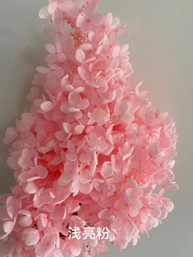 Rose vif lumière