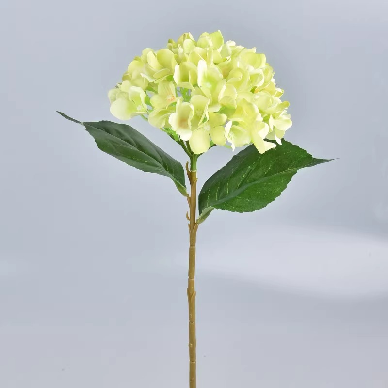 Hortensia verde claro