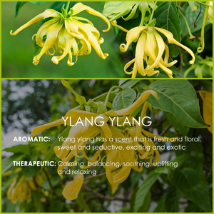 Saf ve doğal 120ML Ylang Ylang uçucu yağ difüzör masaj sabun mum yapma kadın hediye tohum hammadde - Product Image 4