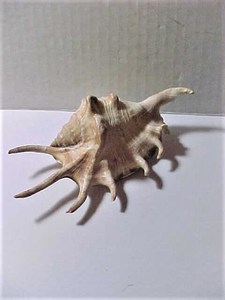 Toptan CHIRAGRA örümcek kabuklu deniz hayvanı kabuğu vietnam'dan yüksek kalite ve en çok satan rekabetçi fiyat ile - Product Image 6