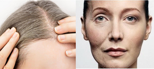 B.c.i Chinese Kruiden Haarverzorging Polygonum Multiflorum Wortel <span class=keywords><strong>Extract</strong></span> Hij Shou Wu <span class=keywords><strong>Extract</strong></span> 5:1 Poeder - Product Image 5