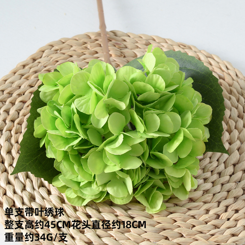 Hortensia avec feuille verte