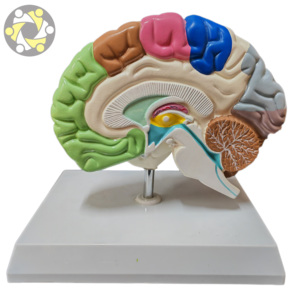 Scienza medica mezzo cervello umano area funzionale modello anatomico per l'insegnamento - Product Image 3