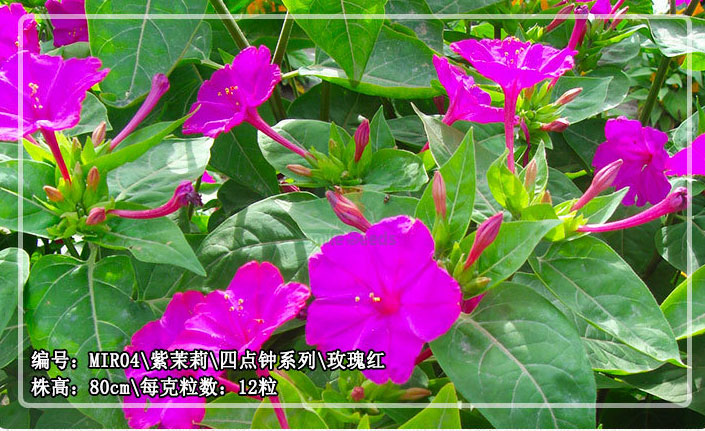 สีแดงกุหลาบ