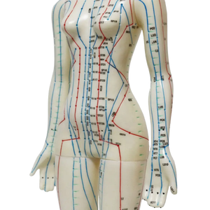 High Quality English <strong>Code</strong> 48cm Female Acupuncture Model Human Model - Product Image 2