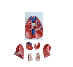 <strong>Human</strong> Larynx, Heart and Lung Model Hospital School Medical Teaching Training Anatomical Model - Product Image 2